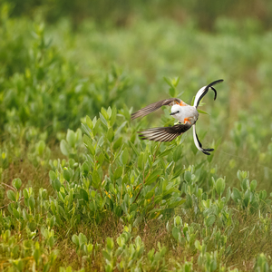 Fundraising Page: Scissor-tailed Flycatcher